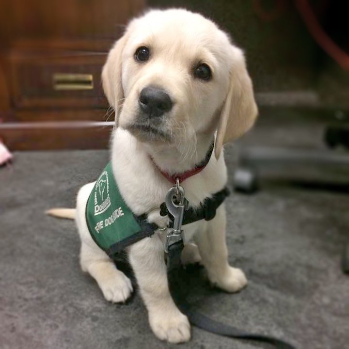 greencapes's tweet photo. Okay lady I'm sitting now where's my cookie?? - xoxo Essie
#puppy #cute #dog 
https://t.co/95C93OLBRY https://t.co/HNV6rZ6NtB