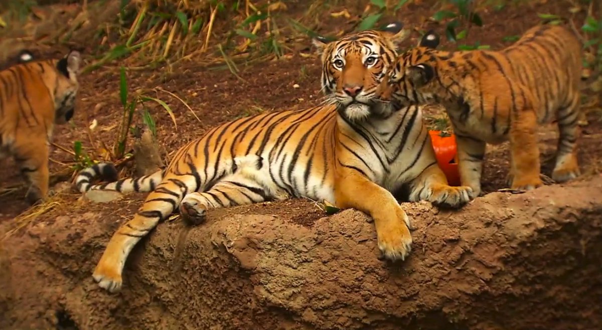 freshform's tweet photo. We are partnering with San Diego Zoo Global as one of the sponsors for #Tech2Reconnect: Forest. Join us August 18th. https://t.co/0Uw4AFT8yz https://t.co/fwwgTzcRf7