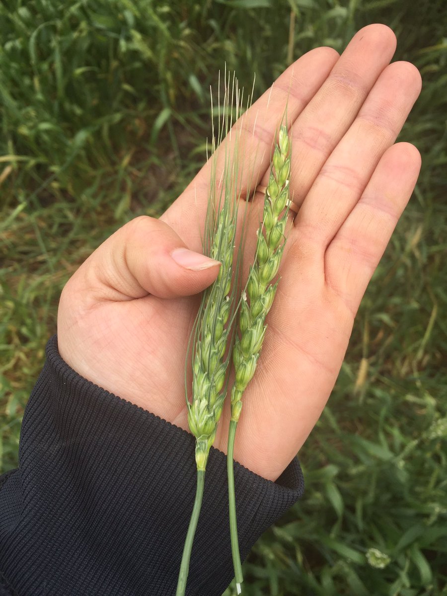 KarlOesch's tweet photo. AAC CONNERY on right, Muchmore on left! Near Mundare AB! Nice looking crops! #getyield #germinatingsuccess @canterraseeds @CANTERRAcolette https://t.co/AIAdANPSim