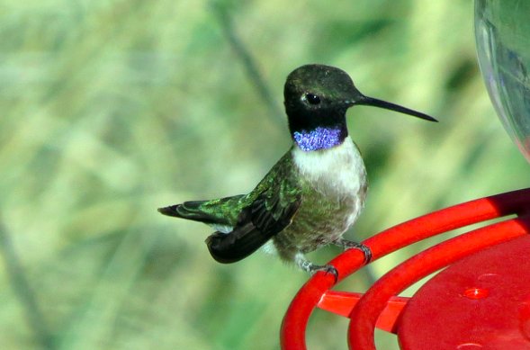 sciam's tweet photo. Watch: Praying mantises catch and eat birds alive https://t.co/KFTQ6R983x (By @JenniferFrazer) https://t.co/VnXa4SU4wk