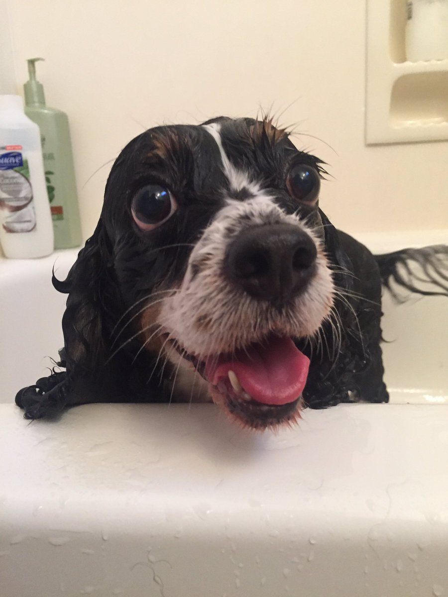 ChristoStad's tweet photo. @CavalierMatter1 @healthycavalier Priscill๐ถ demands mandatory health testing for #cavaliers. #forPanda #forDylan #forRosie #tongueouttuesday https://t.co/RkHSWGu1fW