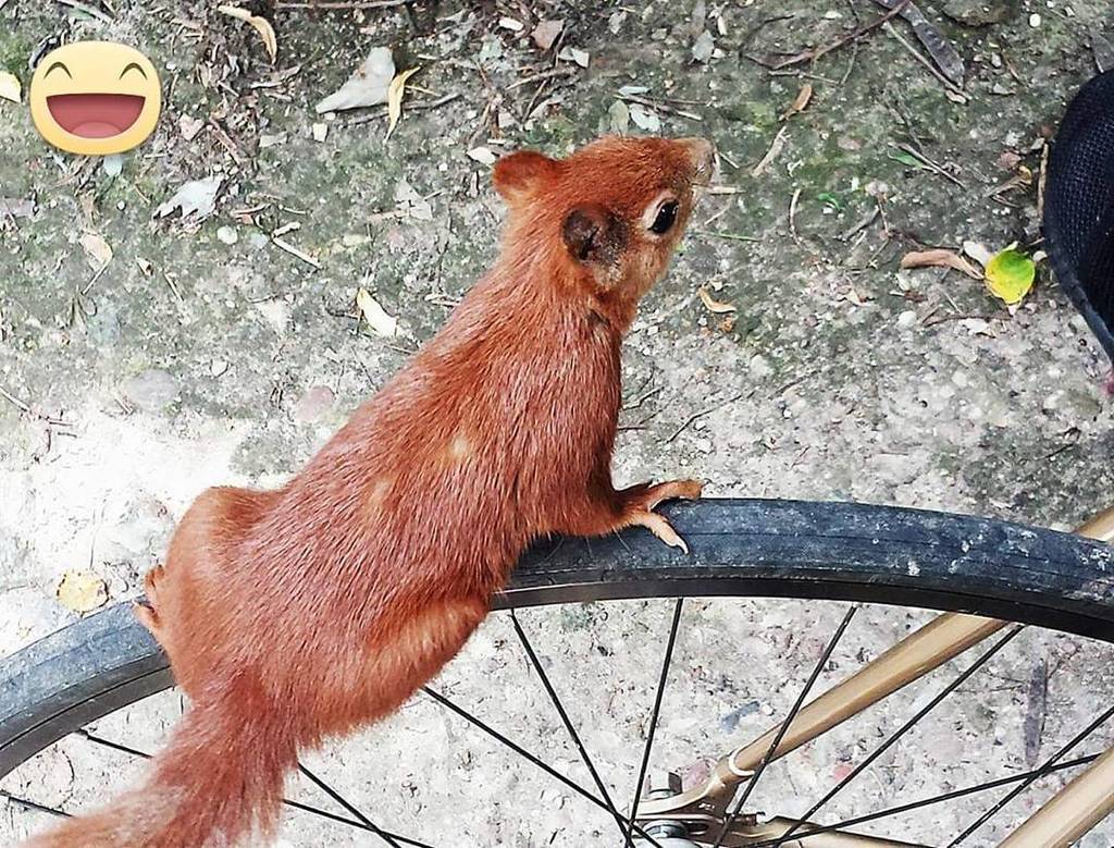PolkaBikes's tweet photo. Kto zgadnie jakie #fixie od #polkabikes upodobał sobie ostatnio wiewiór 🐿️ w #parkskaryszewski ? 🤣 #Love #life wit… https://t.co/omLM7cy4sE https://t.co/XsDFCE4WHy