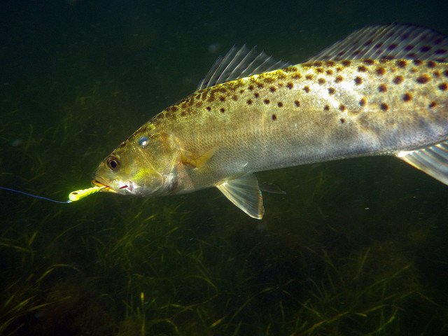 We need your input! Attend one of our spotted #seatrout workshops: ow.ly/p24G30e4WSg
