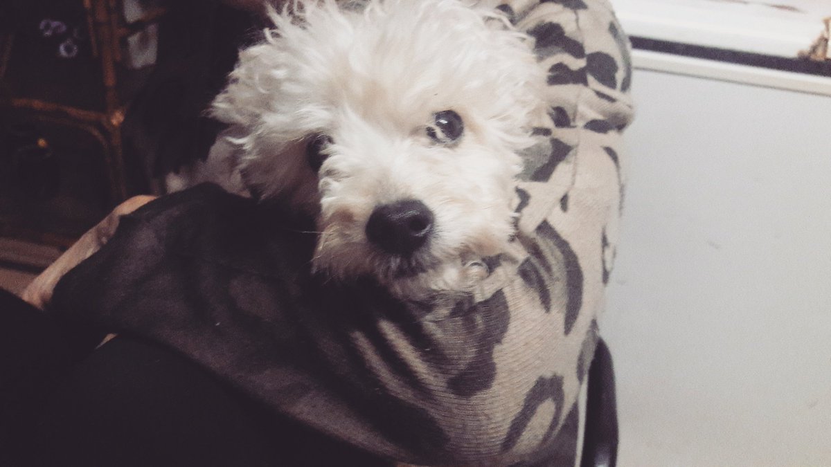 BettyBeltra's tweet photo. Blanca en los brazos de mí mamá 😘🐕💕#Feliiz #hermosaa https://t.co/dpYweL8ER2