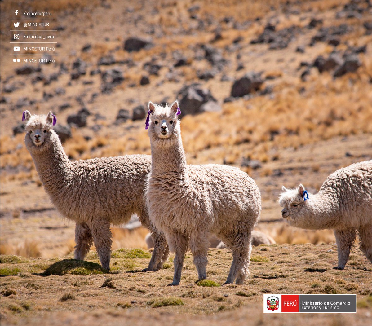 MINCETUR's tweet photo. La #alpaca peruana y su fibra conquistan el mundo. Hoy reconocemos a sus criadores alrededor del #Perú. #DíaNacionalDeLaAlpaca https://t.co/RScFUgdTNt