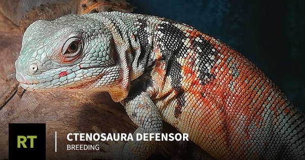Ctenosaura defensor Breeding Tips - buff.ly/2hjBPhN #lizards #reptiles #exoticpets