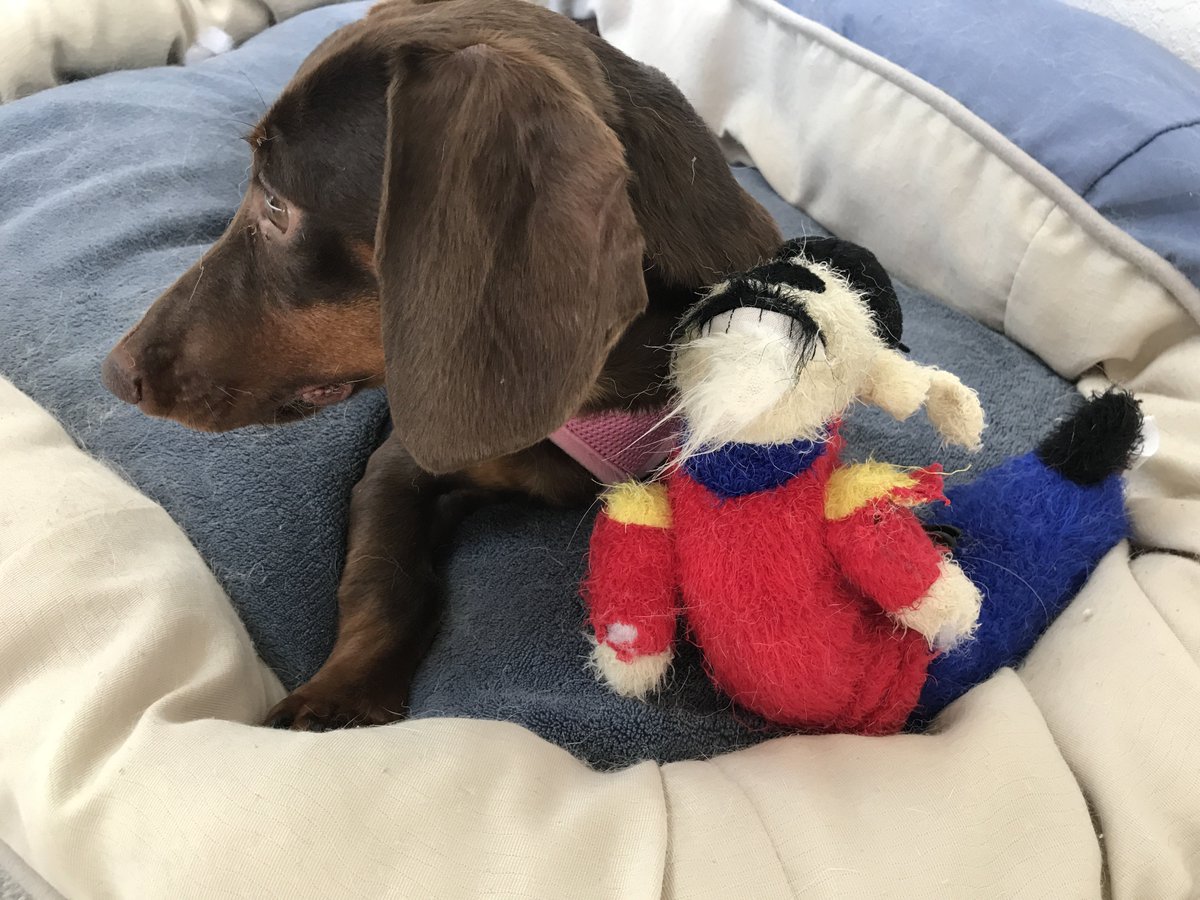 jtse's tweet photo. @DPSRescue Welcome to 🇺🇸Skittles! https://t.co/RM6SxkjRm1