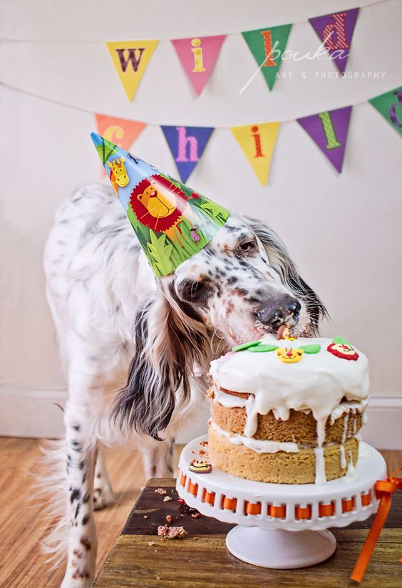 с днём рождения собачки. день рождения собаки. собака в колпаке. день рождения собаки. день рождения собаки.