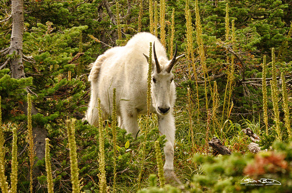 Here comes trouble <a href="/GlacierNPS/">Glacier National Park</a> #animals #nature #Camping #CanonFavPic #Canon #glaciernationalpark #GOAT #PicOfTheDay