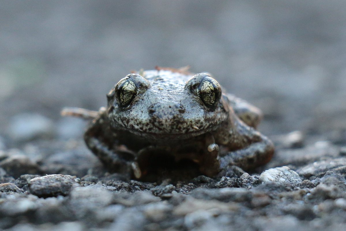 FrogThePlanet's tweet photo. #Alytesobstetricans #Midwifetoad #Geburtshelferkröte

#Amphibienschutz #FrogThePlanet @ #europe #centraleurope #switzerland #stallikon https://t.co/E2qDSRuAdZ