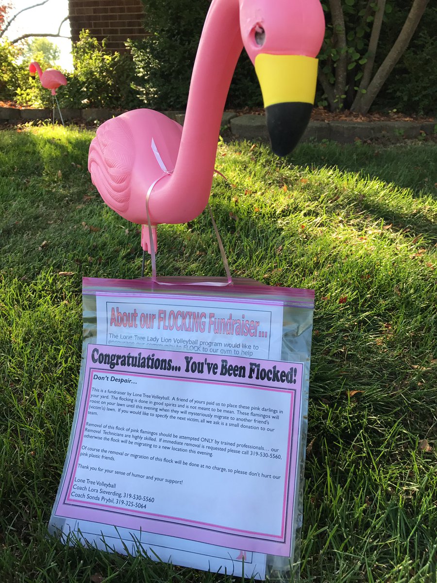 LTLions's tweet photo. Let the Flocking begin! #LadyLionsVolleyball #flockingfundraiser #WeAreLT @LTLadyLionVB https://t.co/f7ZJm6g51P