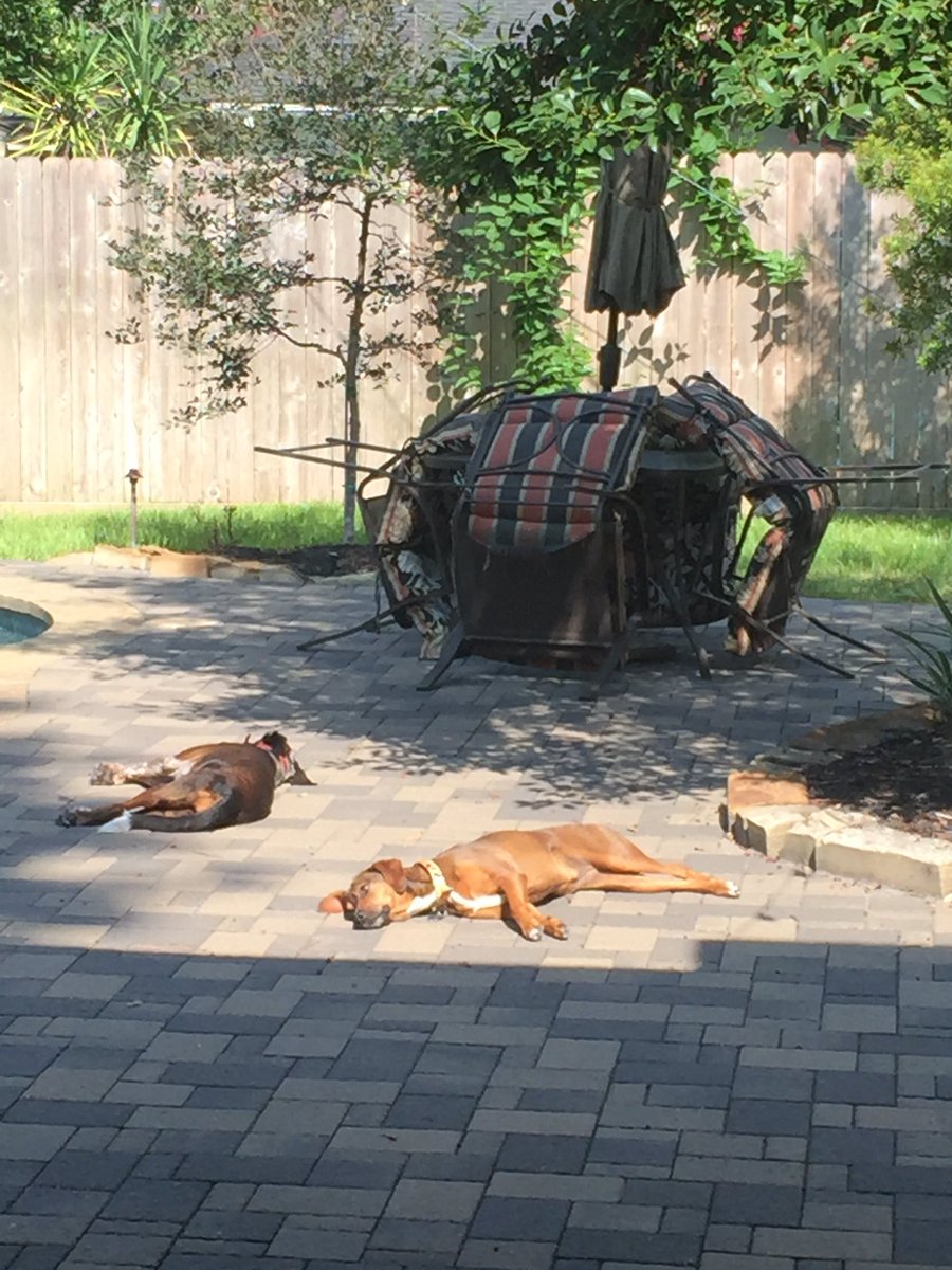 SheehanAmy's tweet photo. #hardworkingdogs Ha! https://t.co/036KapENFS