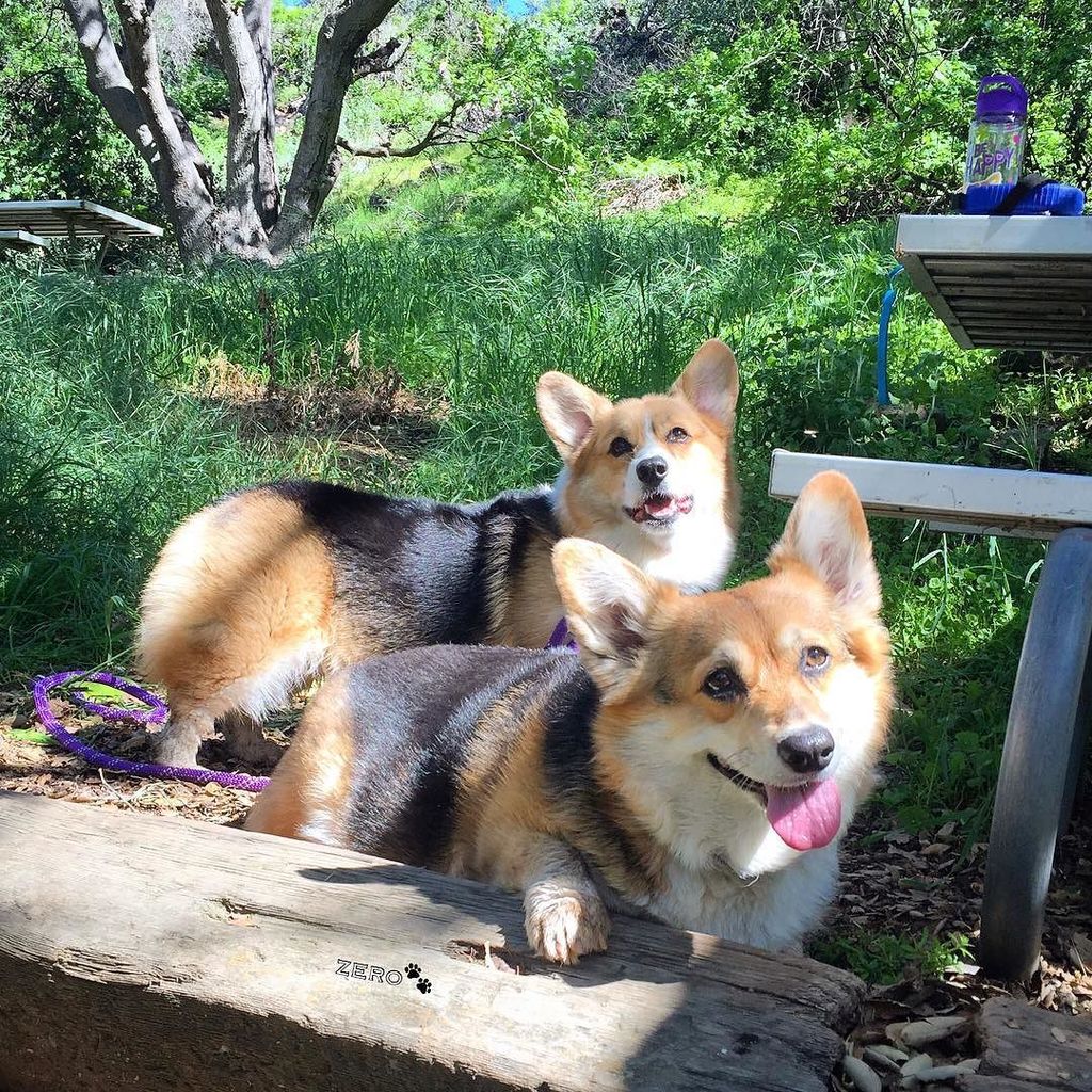 corgi_zero's tweet photo. It's a #TwoCorgiTuesday today with my bae @air_cooper_thecorgi! It would mean a lot to me if you could go shower h… https://t.co/Z0HfS4CI8r https://t.co/wWNhZiZZ9D