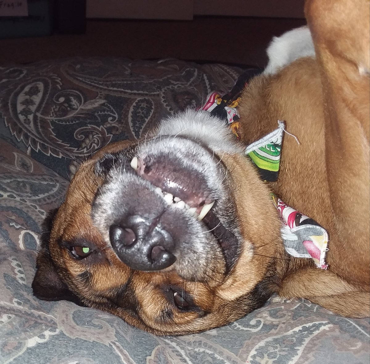 Belly rubs time please!