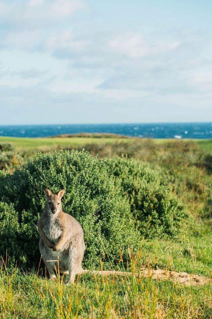 BassStraitGolf's tweet photo. Local spectators 🐾⛳️ @capewickham https://t.co/wWn9gB4HVH