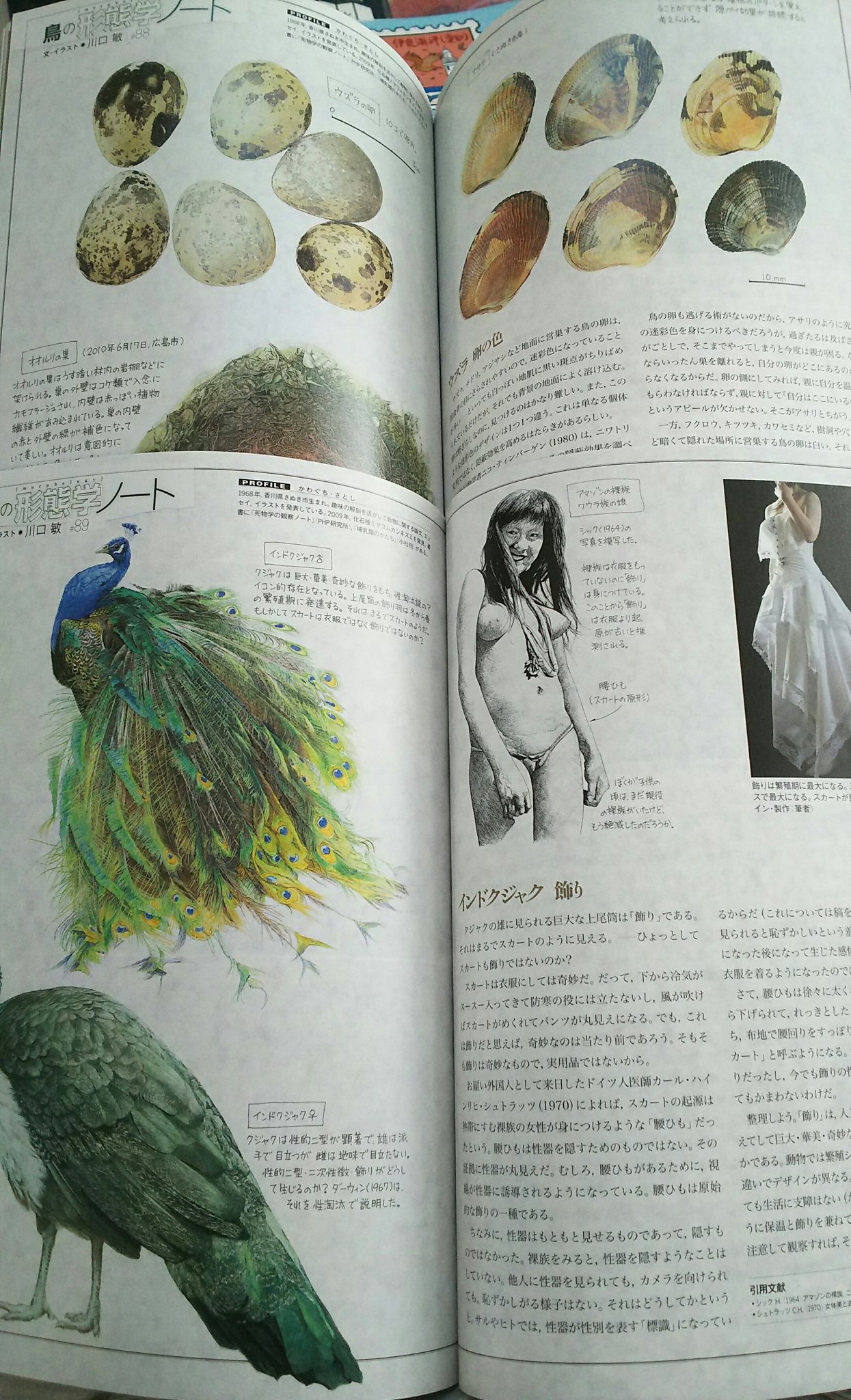 Lycee リセ 川口敏さんの 鳥の形態学ノート は 鳥の色形を他の生物のものと比較 イラストも分かりやすく美しい ８月号のインドクジャクの の豪華な飾り羽と人間のウェディングドレスの比較 とても面白い 飾り羽をスカートと見立てたとき 繁殖期が