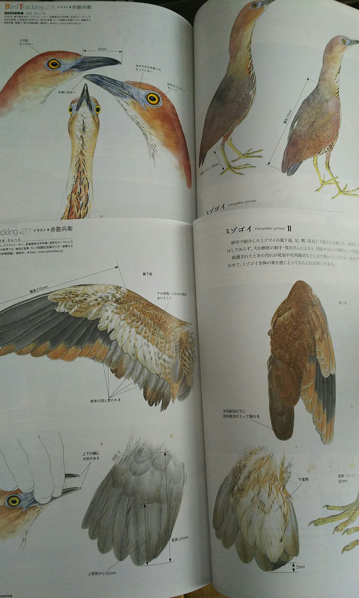 91517/鳥の形態図鑑 細密画シリーズ 赤勘兵衛 偕成社 鳥類図鑑の決定版