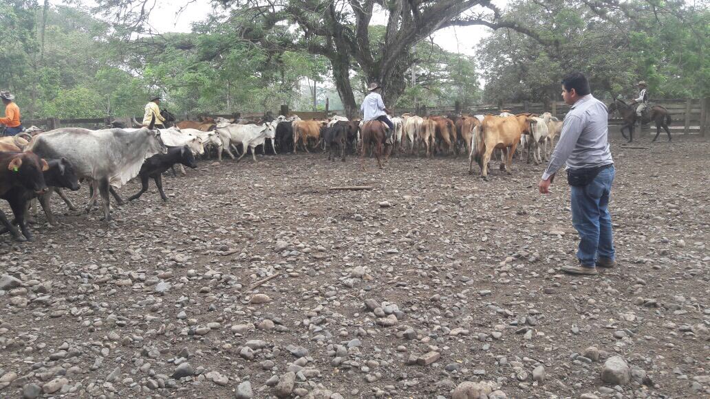 Agricultura_CZ5's tweet photo. #InfoMAG | Clasificación de bovinos por edad, Hacienda La Clementina @COOPROCLEM_CLEM #LosRíos https://t.co/PpM55bIexJ