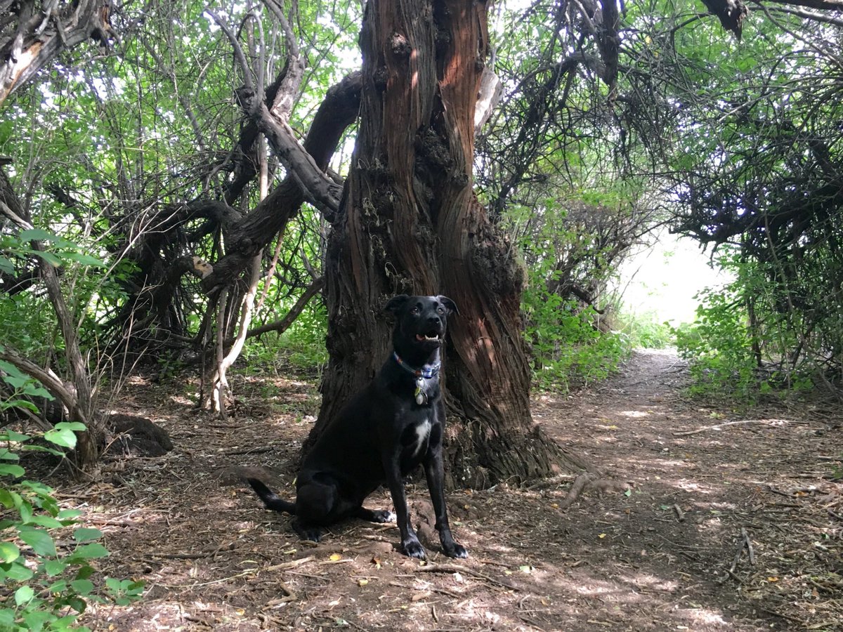 KIRBYourself34's tweet photo. Always have to stop by my favorite tree on our weekend walks. Good place to cool off! #KIRBYourenthusiasm #TreeOfDestiny https://t.co/GEgBZ32Unb