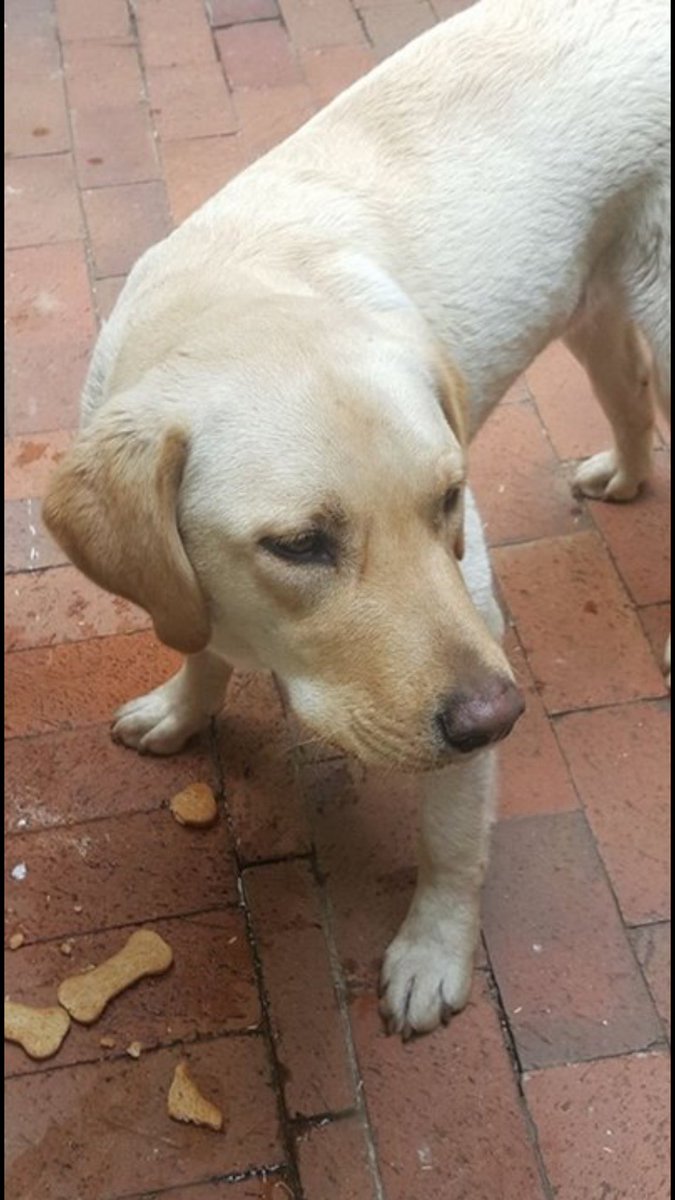 jeffzurel's tweet photo. #Labrador male found (&amp; SAFE!) in #Strathavon #Sandown. Message for more info. Please 'Share'! @SandtonSPCA @Radio702 https://t.co/HcksBYbKkN