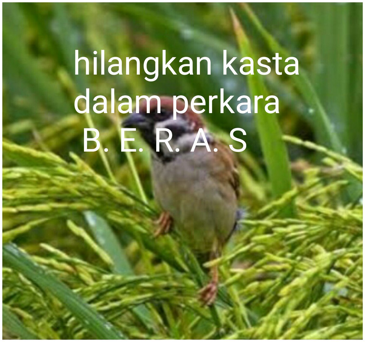 Kita sama sama makan nasi pulen,,# panen raya kab,bandung <a href="/cakiminpkb/">Cak Imin</a> <a href="/CucunA44/">cucun syamsurijal</a>  <a href="/tarya180272/">Tarya Witarsa</a>