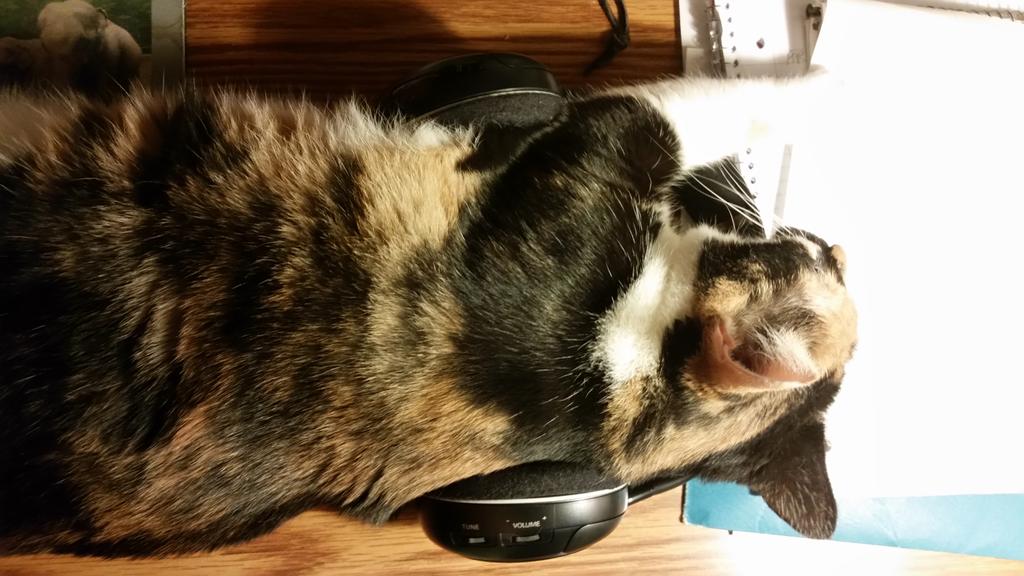 Madtail's tweet photo. It's like the music fills my whole body with rhythmic purring. https://t.co/YKo9LxDqml
