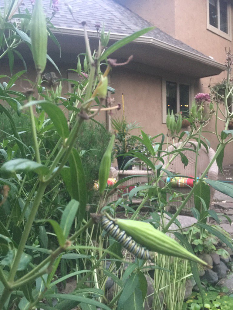 RobbieSmith80's tweet photo. Planted swamp milkweed in my yard and have several of these guys on it! #monarchs https://t.co/pnQ6AXr8AK