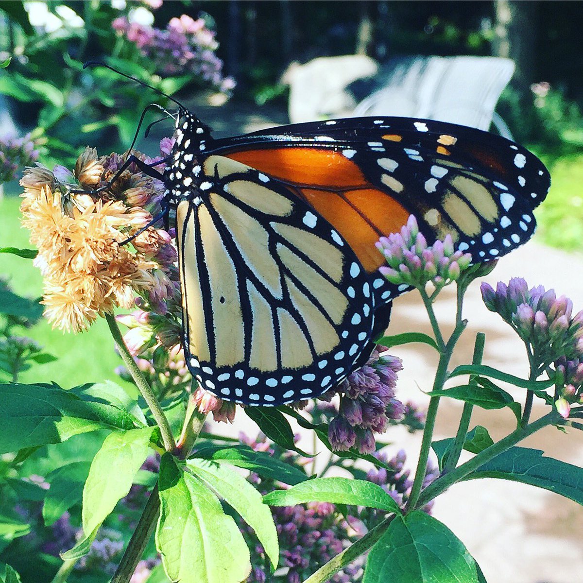 nejsnave's tweet photo. #butterflyreport #flowerreport #toronto https://t.co/nNSIrSCqDm