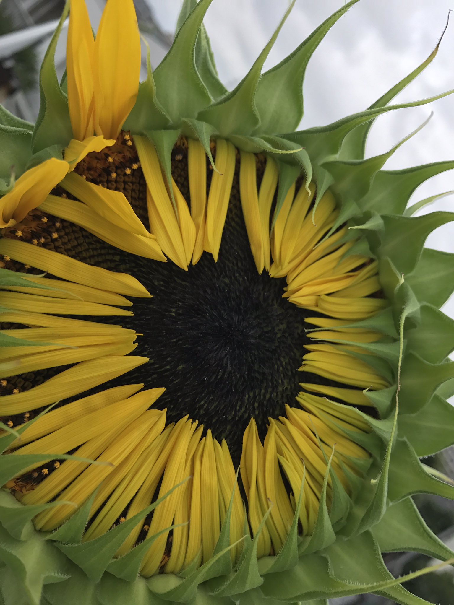Twitter 上的 唐沢よしこ しかし ヒマワリの花って気持ち悪い タネがブツブツぎっしりしてて 花びらとタネの境目に黄色い人生ゲームの人間ピンみたいなのが生えてて 高いところに咲いてくれてて良かった T Co Omdd7hdxsj Twitter