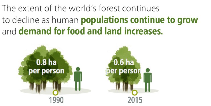 FAOForestry's tweet photo. #didyouknow The world’s average per capita #forest area declined from 0.8 to 0.6 ha per person since 1990 https://t.co/OxFXJc2Zto #gfra https://t.co/SJayzSym04