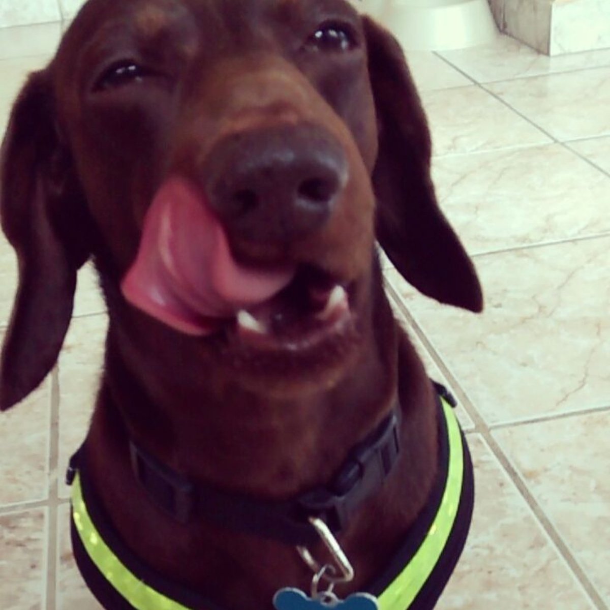 loveshersausage's tweet photo. #tuesdaymotivation #picoftheday #dachshundsonly #dachshund #wiener #wienerworld  #sausageoftheweek #sow #sausagedog #mommaloveshersausage https://t.co/oCLVHuRaRq