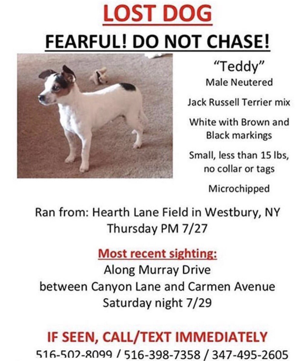 KeithOlbermann's tweet image. NYC AREA MISSING DOG ALERT: Teddy, a small Jack Russell, in Westbury. Phone: 516 502 8099. Please RT