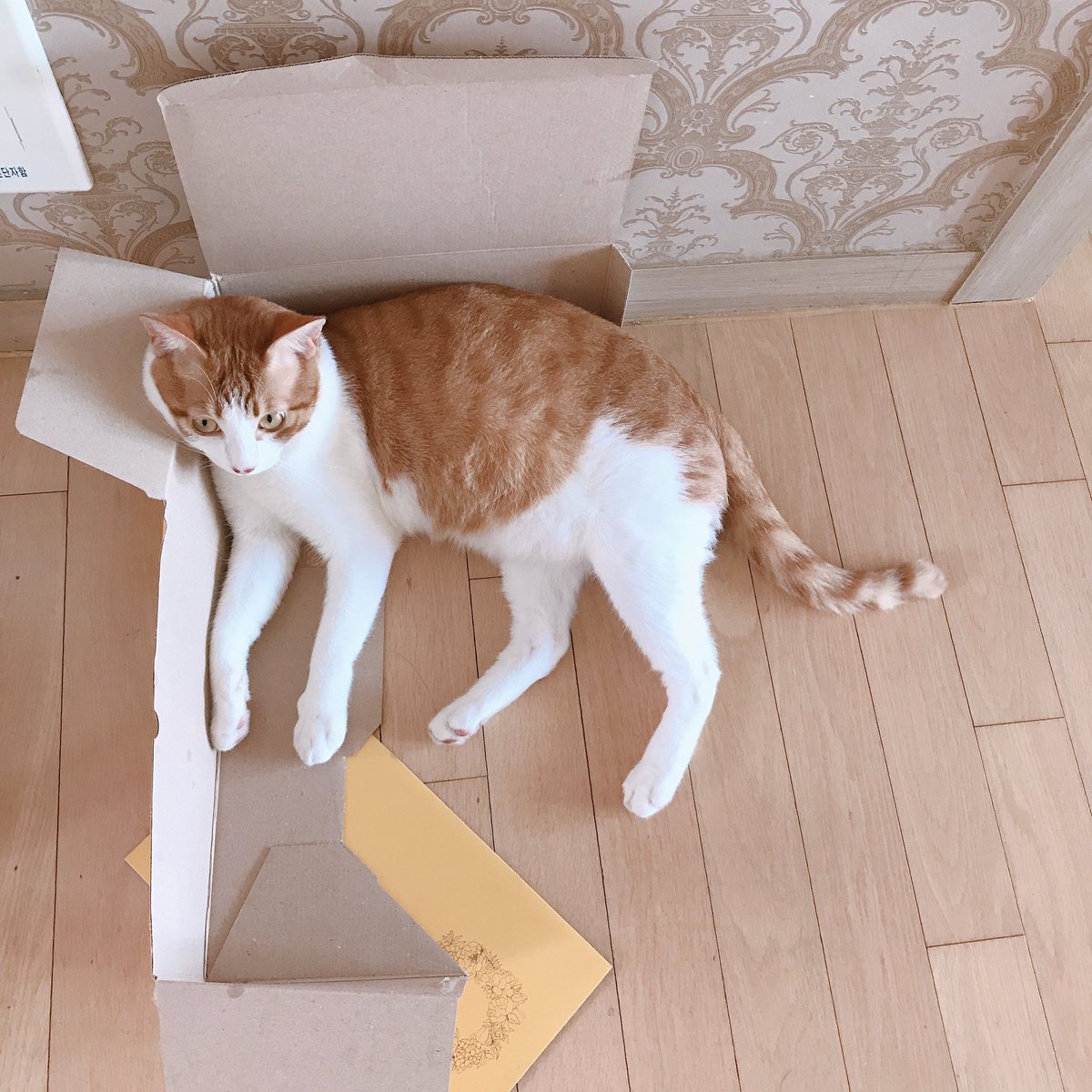 CAT_Darong's tweet photo. https://t.co/T17ces1Rxv