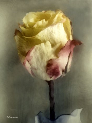 RCdeWinter's tweet image. "Crinkled Satin" - © RC deWinter #art
#SupportIndependentArtists
rc-dewinter.pixels.com/featured/crink…