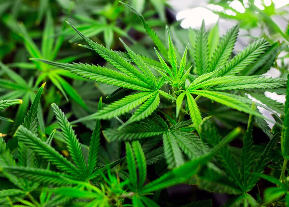 seattlepi's tweet photo. Daily cannabis users were significantly calmer than non-users when subjected to a barrage of stress tests. https://t.co/2f4NGQ9bvL https://t.co/BwyssGhysO