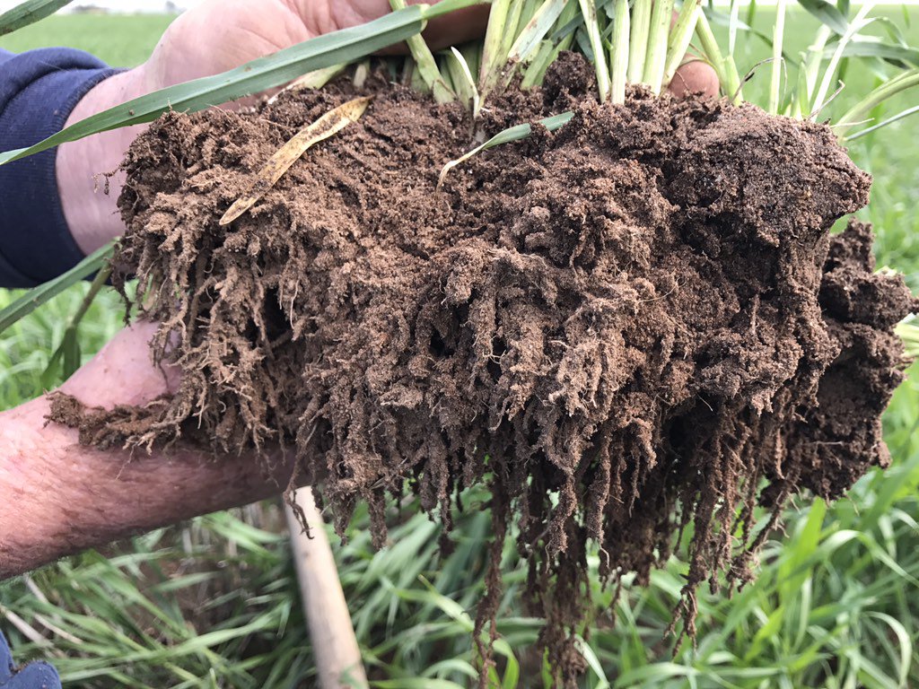 EcoGrowth_AUS's tweet photo. Scope Barley 11.30am after frost, still holding a reasonable brix #biologicalag #soilhealth https://t.co/V98WWC4C2H
