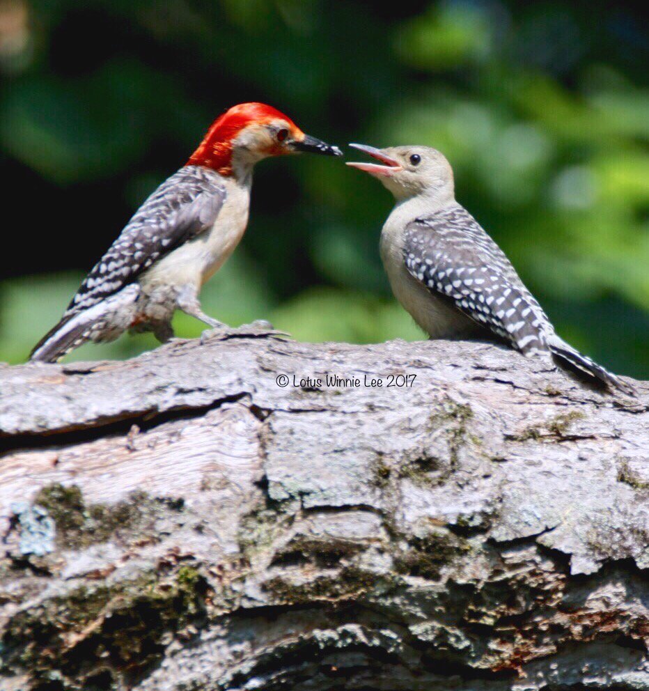 Parenting pic 2 #maleredbelliedwoodpecker feeding #fledgling #birds #birdwatching #birders #wildlifephotography