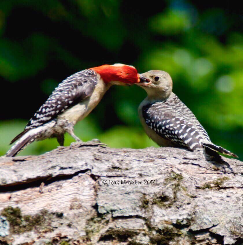 Parenting pic 3 #maleredbelliedwoodpecker feeding #fledgling #birds #birdwatching #birders #wildlifephotography