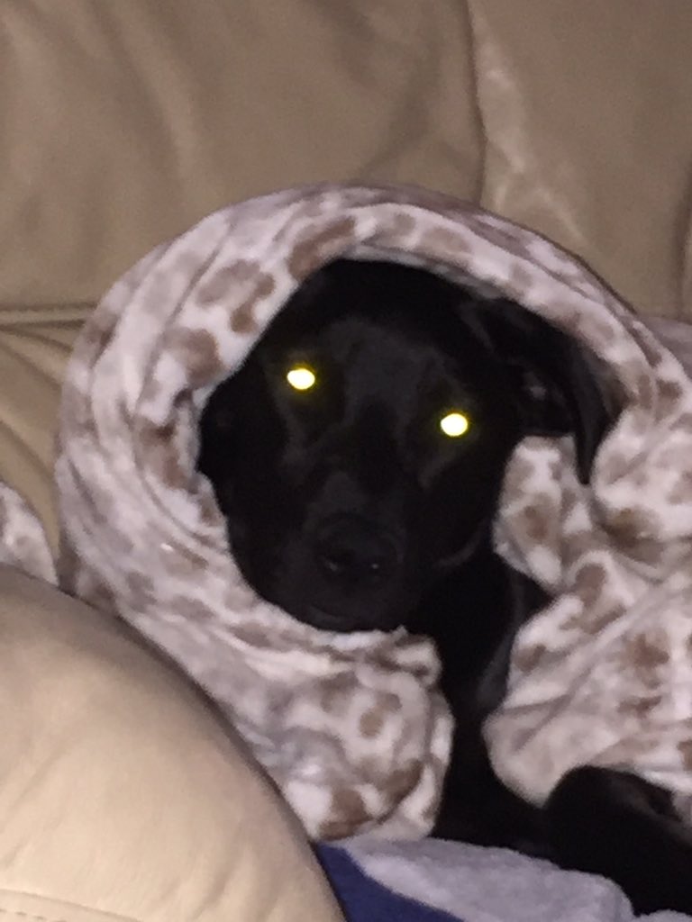 Jennifer3525's tweet photo. Ugh love my puppy 😍💗 https://t.co/e7lRYbKX5o