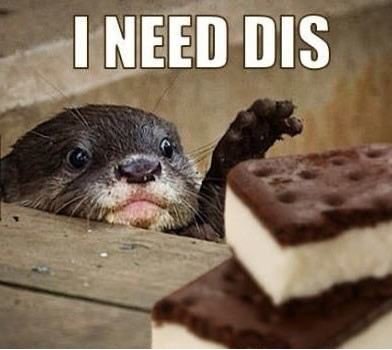 MurraySRowe's tweet photo. G'morning twiddles. Happy #NationalIceCreamSandwichDay! https://t.co/gDMuk05J48