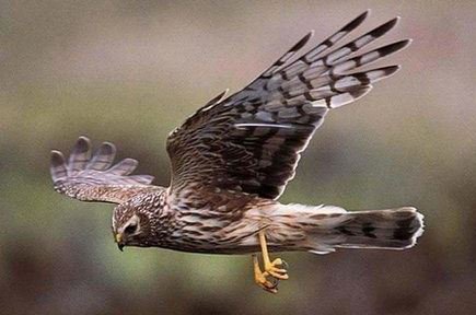 Hen harriers return to Yorkshire Dales National Park: bbc.in/2vmUkHD