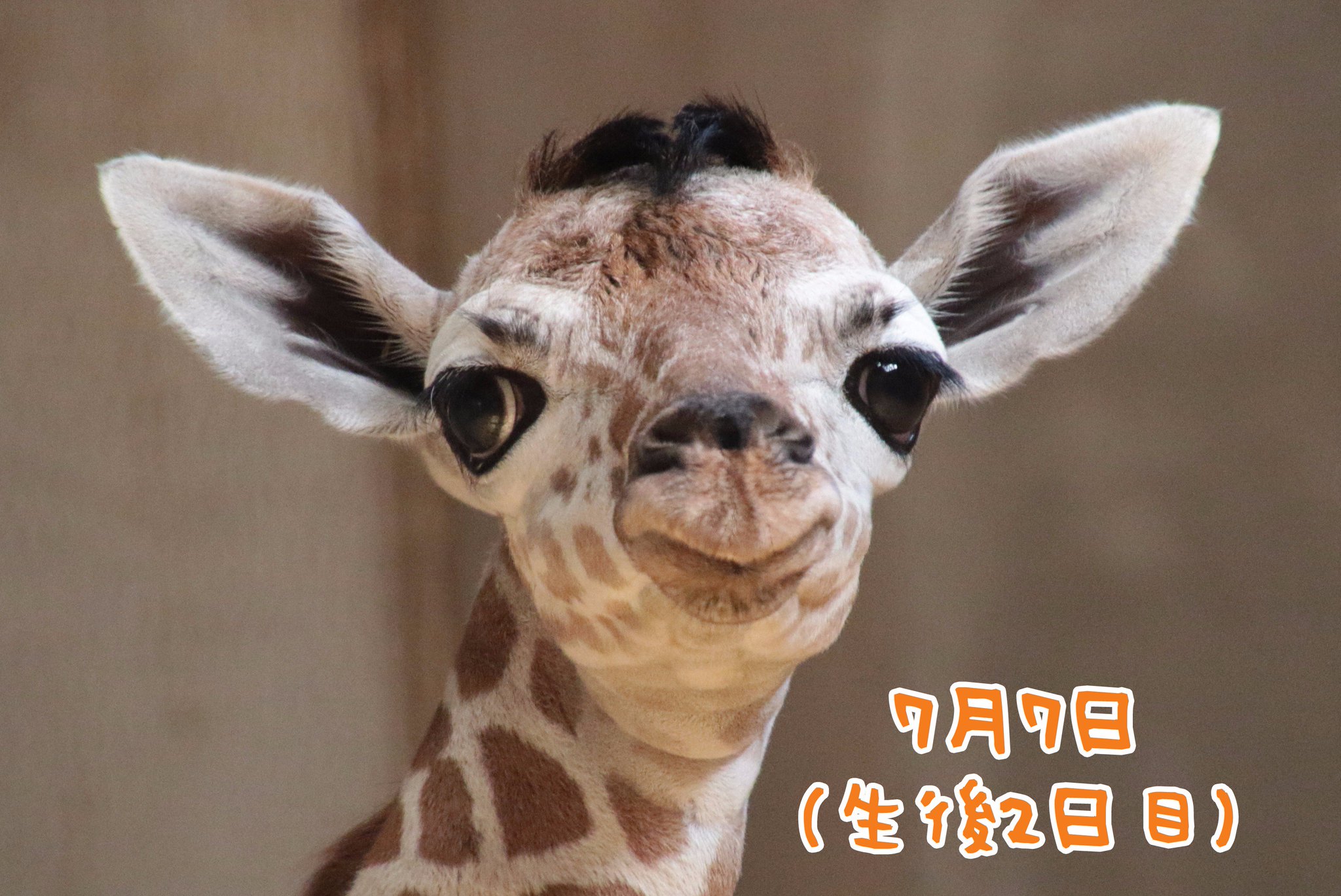 猛暑で苦しいキリン 180 キリンが近すぎて恐怖を感じる動物エーン【宇都宮動物園】A
