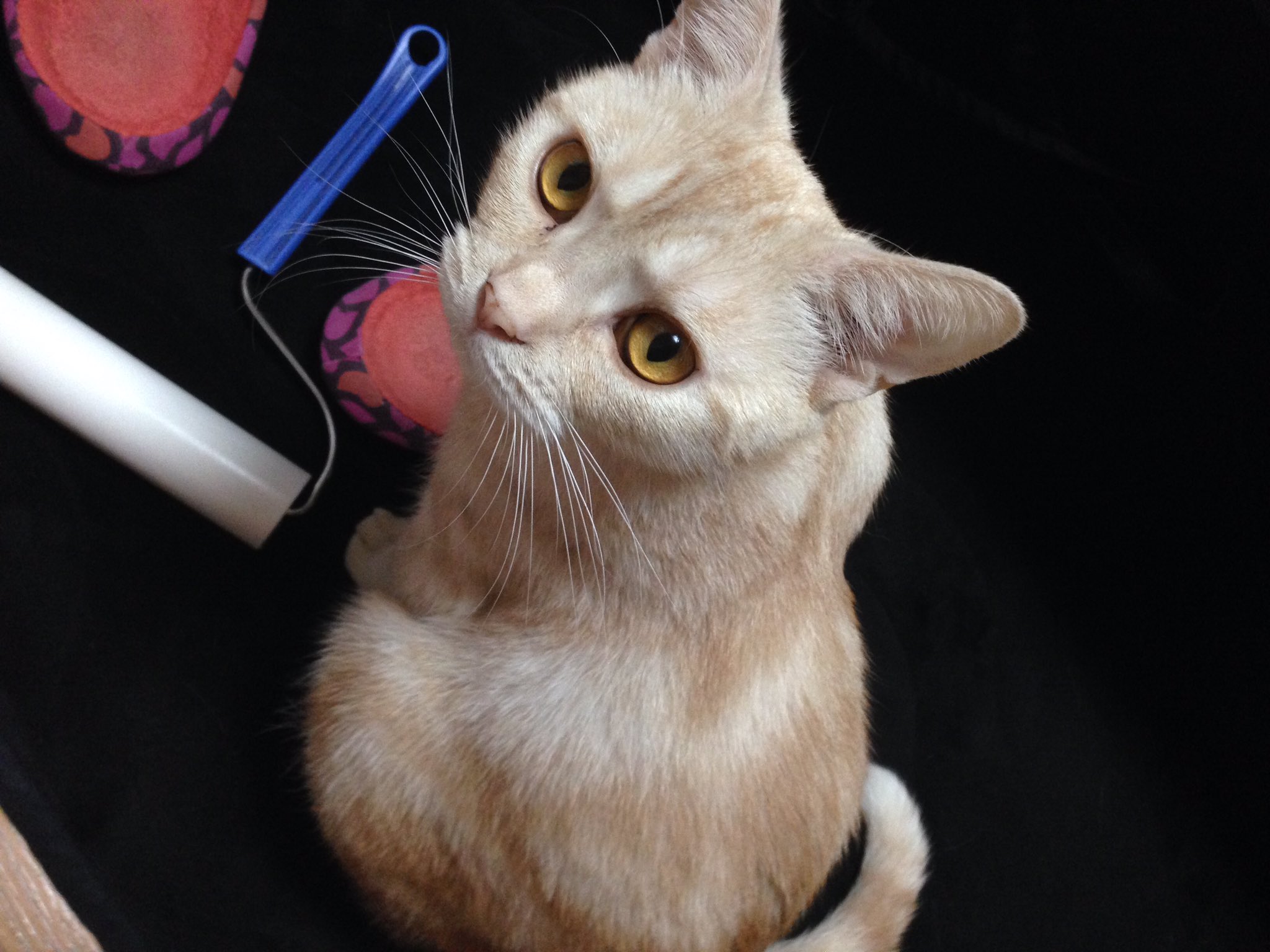 猫垢 ぷーちん 冬わもふもふ ぷーちん もふもふ 猫 ねこ アメショ かわいい でぶ デブ猫 まんまる T Co Zfnbdc6009 Twitter