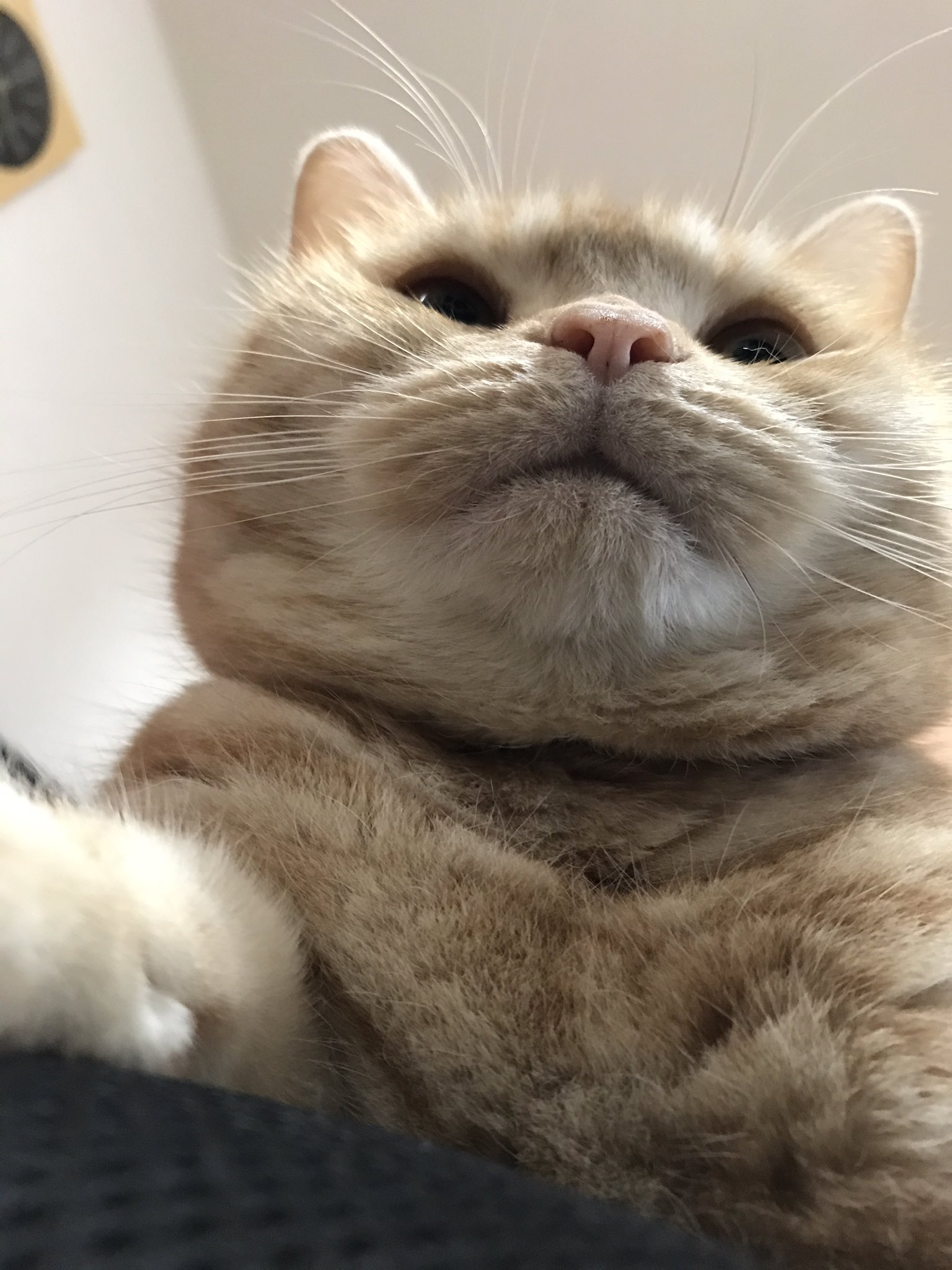 猫垢 ぷーちん 冬わもふもふ ぷーちん もふもふ 猫 ねこ アメショ かわいい でぶ デブ猫 まんまる T Co Zfnbdc6009 Twitter 猫垢 ぷーちん 冬わもふもふ ぷーちん もふもふ 猫 ねこ アメショ かわいい でぶ デブ猫 まんまる T Co Zfnbdc6009 Twitter