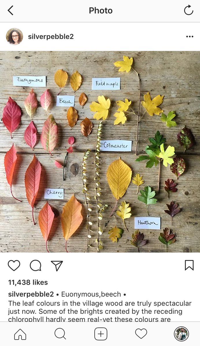 mr_plantgeek's tweet photo. Here are the 5 most exciting Instagram accounts for plant-lovers! Go give them a follow... https://t.co/yK1TzNNRnU https://t.co/lXMJv5LHB3