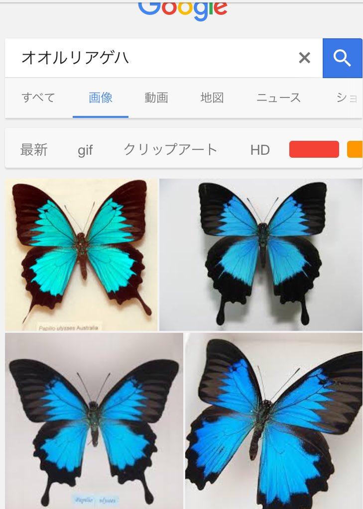 【コエポン】オオルリアゲハ【変異型２種】 コエポン様専用】オオルリアゲハ【変異型2種】