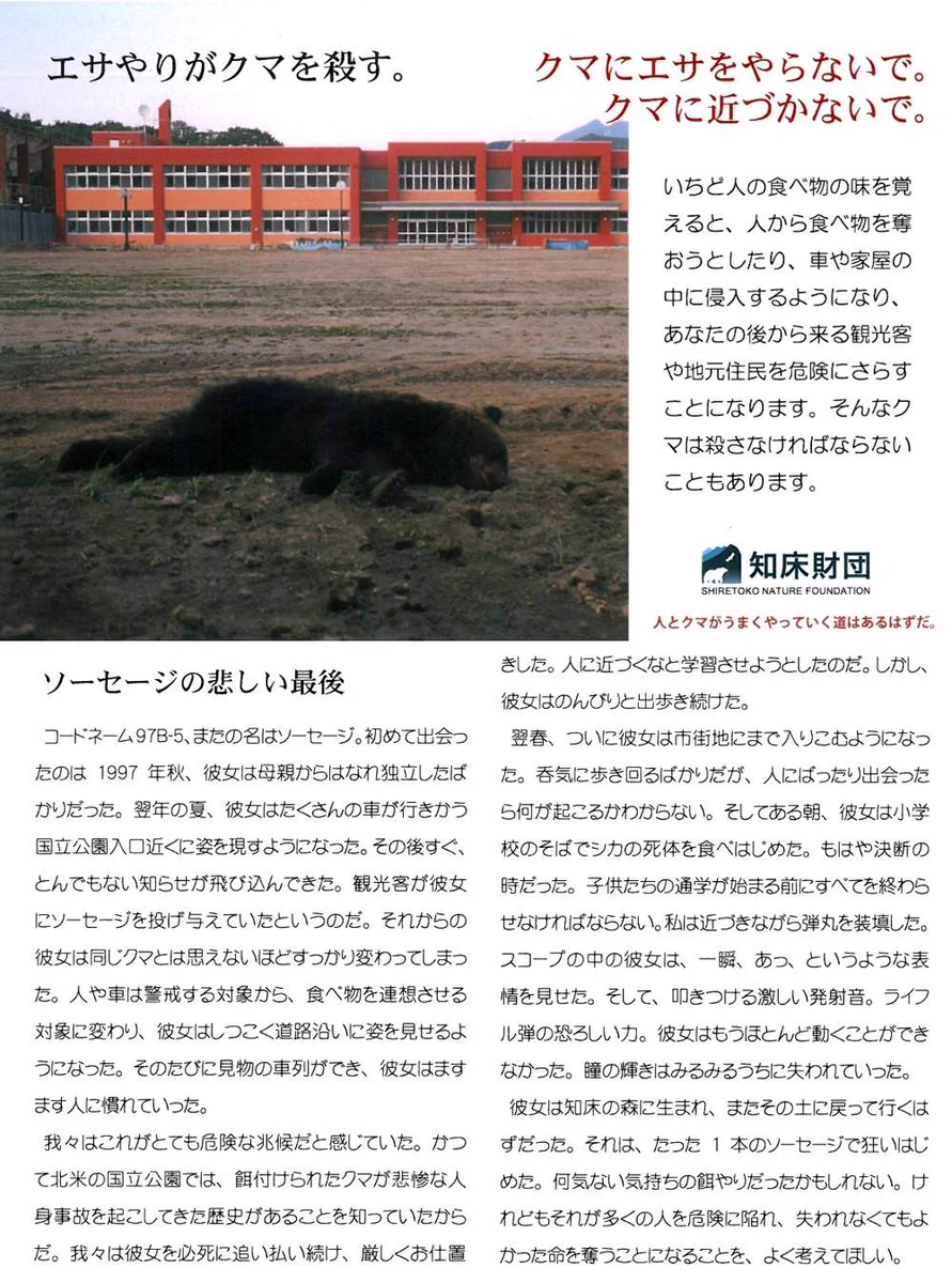 熊に餌をやらないで…！その理由をちゃんと知ろう！