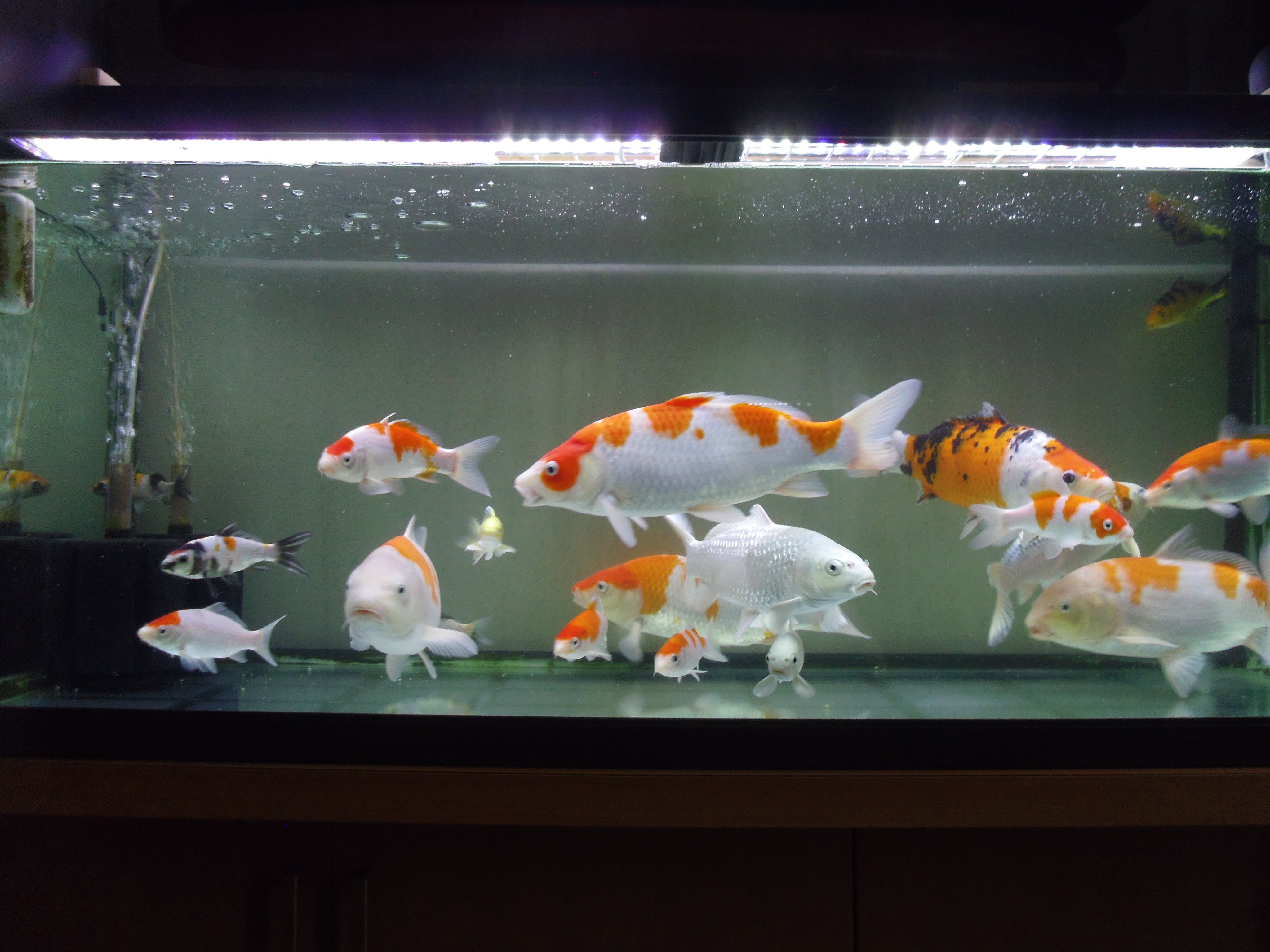 Twitter 上的空の世界 1cm水槽の鯉 鯉 魚も好き 金魚も好きhttps T Co I6o6ydrul4 Twitter
