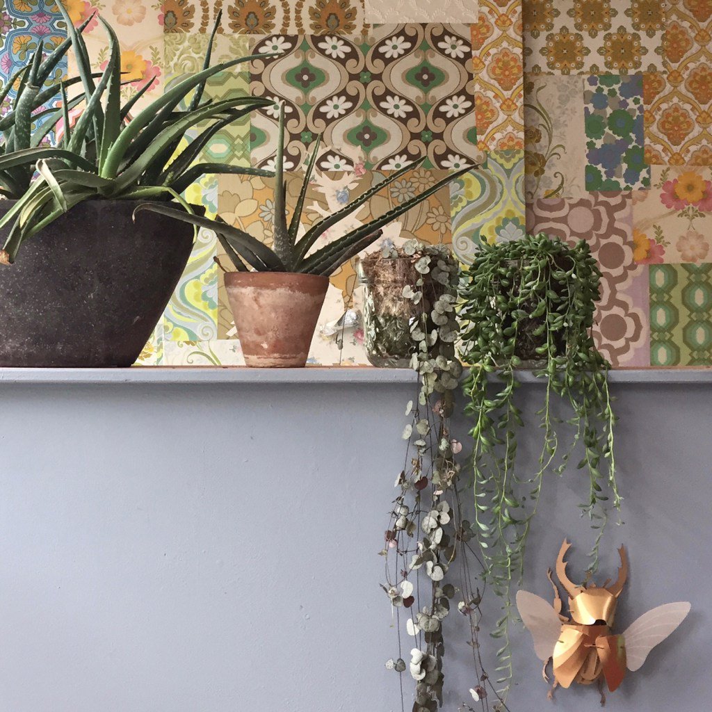 de woonplant van augustus is de aloë vera... ik heb er een paar in huis, ik ben er gek op.… woonschrift.nl/woonplant-aloe…