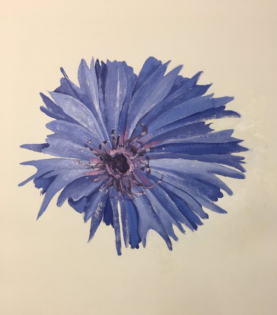 blue cornflower #paintonpaper #oils #art